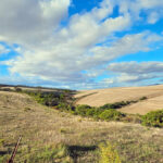 Rolling hills and golden plains of SwartRivierKamp farm